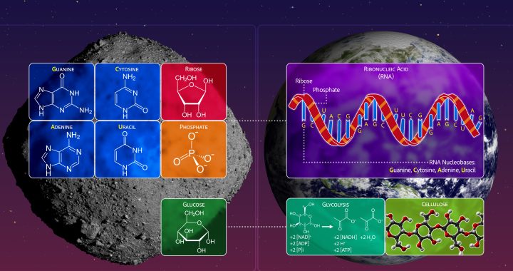 小惑星べヌーの砂に生命を構成する「糖」が存在  ―アミノ酸、核酸塩基に並ぶ主要な生命材料分子を検出―