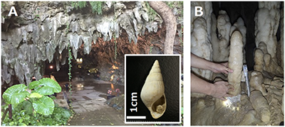 最終氷期の沖縄はどのくらい寒かったのか？ 〜貝化石と鍾乳石による新しい地質考古学的手法からの復元〜