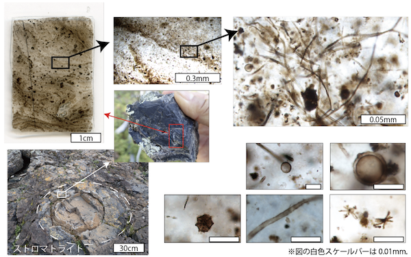 約19億年前の地層から未報告の微生物化石を発見初期原生代の特異な地質環境が原核生物の多様な進化を促した