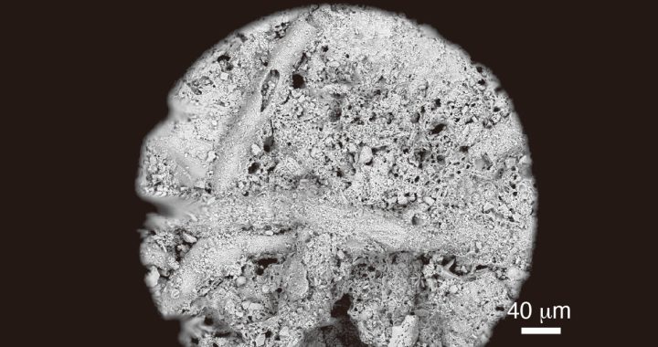 琉球列島・喜界島沖から新属新種の管状有孔虫を発見 マクロイド内部に秘められた新奇な殻結晶構造と海洋生物多様性
